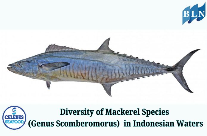 Diversity of Mackerel Species (Genus Scomberomorus) in Indonesian Waters